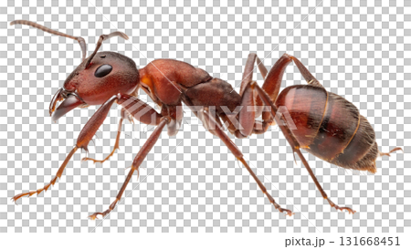 ants, isolated on a transparent background PNG 131668451