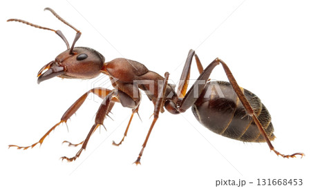 ants, isolated on a transparent background PNG ants, isolated on a transparent background PNG 131668453