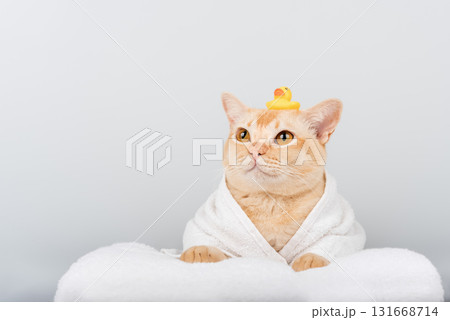 Funny ginger cat in bathrobe with rubber duck 131668714