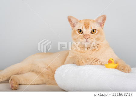 A Burmese cat on a towel with a rubber ducky 131668717
