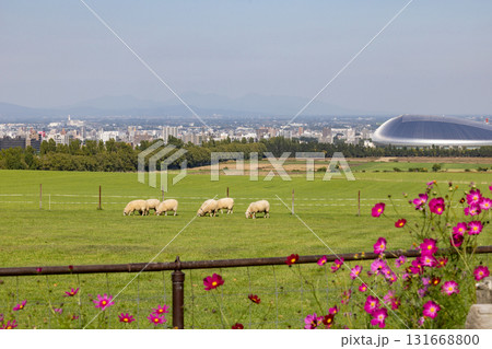 ［北海道札幌市］羊ヶ丘展望台 131668800