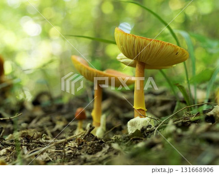 タマゴタケ 131668906