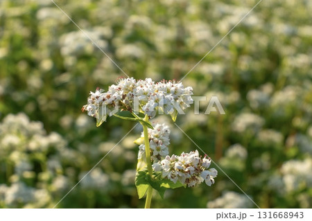 夏に咲く蕎麦の花 131668943