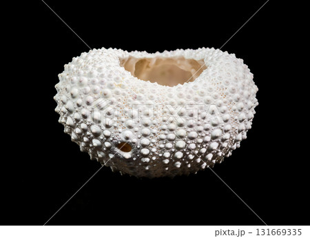 White Sea Urchin Shell Against Black Background Detailed Close-up View White Sea Urchin Shell Against Black Background Detailed Close-up View 131669335