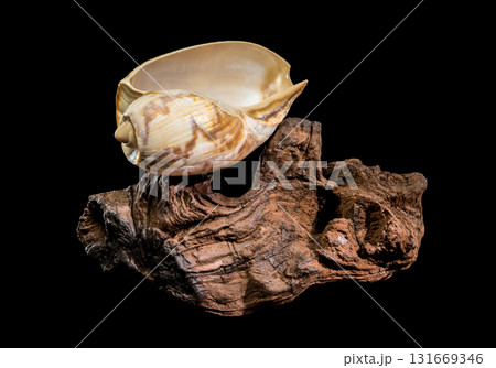 Noble Volute Shell on Dark Driftwood Against Black Background Noble Volute Shell on Dark Driftwood Against Black Background 131669346