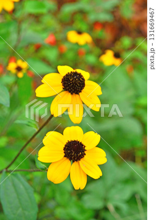 植物:ルドベキア・タカオ キク科 植物:ルドベキア・タカオ キク科 131669467