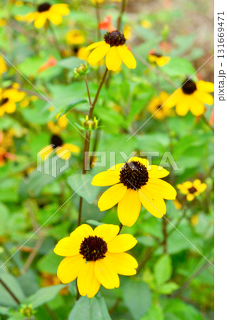 植物：ルドベキア・タカオ　キク科 131669471