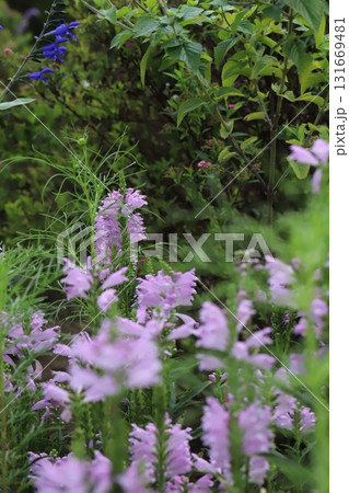 秋の公園に咲くピンク色のハナトラノオの花 秋の公園に咲くピンク色のハナトラノオの花 131669481