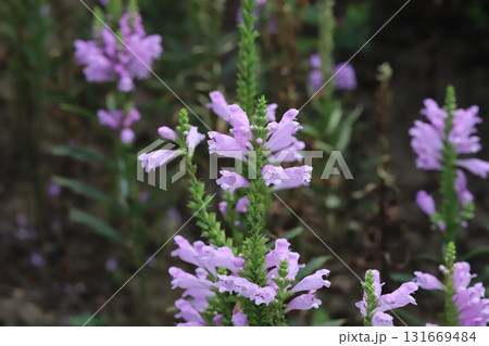 秋の公園に咲くピンク色のハナトラノオの花 秋の公園に咲くピンク色のハナトラノオの花 131669484