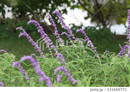 秋の公園に咲く紫色のサルビア・レウカンサの花 131669772