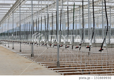 Modern empty hydroponic greenhouse system with irrigation pipes and technology for growing vegetables 131669930