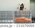 【北海道　人参の洗浄】 131670066