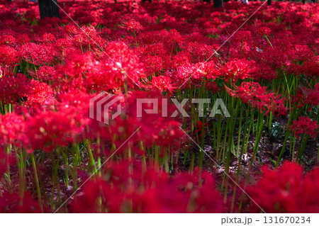 《埼玉県》彼岸花の絨毯・巾着田曼珠沙華公園 131670234