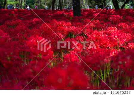 《埼玉県》彼岸花の絨毯・巾着田曼珠沙華公園 131670237