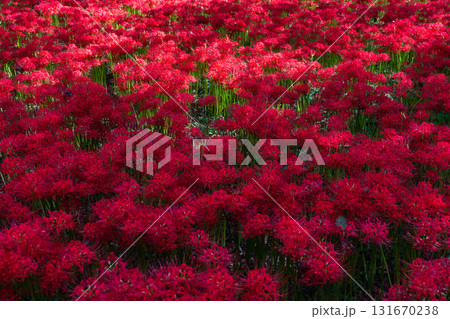《埼玉県》彼岸花の絨毯・巾着田曼珠沙華公園 《埼玉県》彼岸花の絨毯・巾着田曼珠沙華公園 131670238