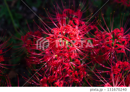 《埼玉県》彼岸花の絨毯・巾着田曼珠沙華公園 131670240