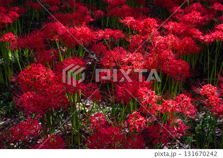 《埼玉県》彼岸花の絨毯・巾着田曼珠沙華公園 131670242