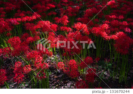 《埼玉県》彼岸花の絨毯・巾着田曼珠沙華公園 131670244