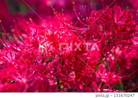 《埼玉県》彼岸花の絨毯・巾着田曼珠沙華公園 131670247