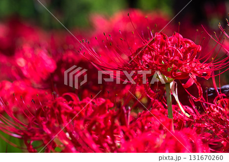 《埼玉県》彼岸花の絨毯・巾着田曼珠沙華公園 131670260