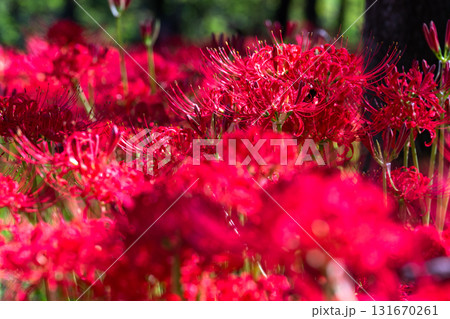 《埼玉県》彼岸花の絨毯・巾着田曼珠沙華公園 131670261