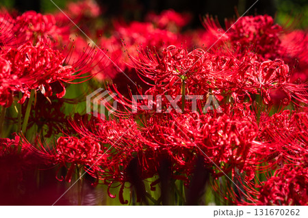 《埼玉県》彼岸花の絨毯・巾着田曼珠沙華公園 131670262