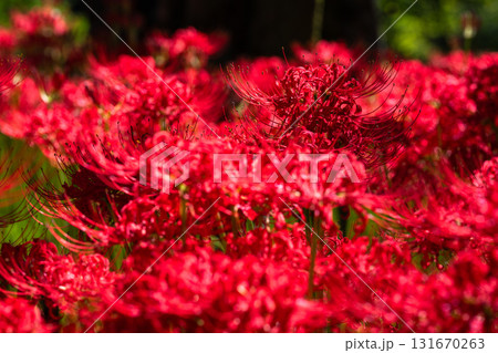 《埼玉県》彼岸花の絨毯・巾着田曼珠沙華公園 131670263