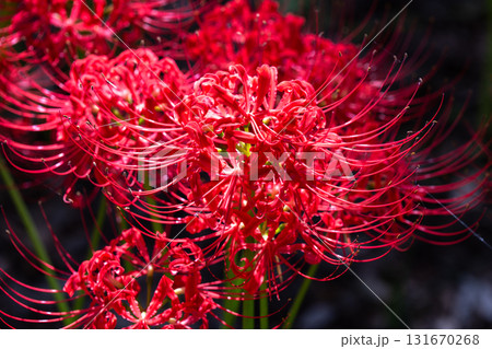 《埼玉県》彼岸花の絨毯・巾着田曼珠沙華公園 《埼玉県》彼岸花の絨毯・巾着田曼珠沙華公園 131670268