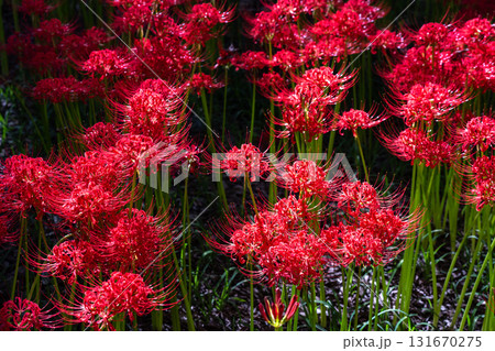 《埼玉県》彼岸花の絨毯・巾着田曼珠沙華公園 131670275