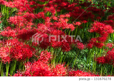 《埼玉県》彼岸花の絨毯・巾着田曼珠沙華公園 《埼玉県》彼岸花の絨毯・巾着田曼珠沙華公園 131670278