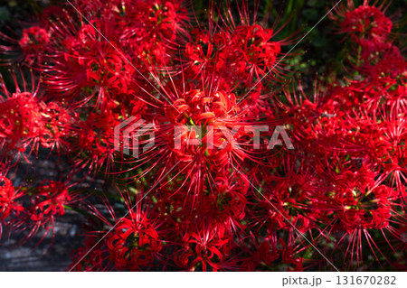 《埼玉県》彼岸花の絨毯・巾着田曼珠沙華公園 131670282