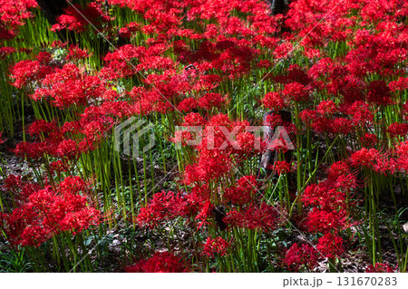 《埼玉県》彼岸花の絨毯・巾着田曼珠沙華公園 《埼玉県》彼岸花の絨毯・巾着田曼珠沙華公園 131670283