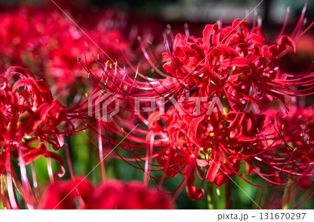 《埼玉県》彼岸花の絨毯・巾着田曼珠沙華公園 131670297