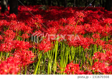 《埼玉県》彼岸花の絨毯・巾着田曼珠沙華公園 131670308