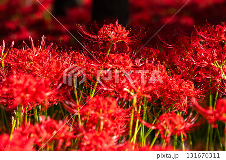 《埼玉県》彼岸花の絨毯・巾着田曼珠沙華公園 《埼玉県》彼岸花の絨毯・巾着田曼珠沙華公園 131670311