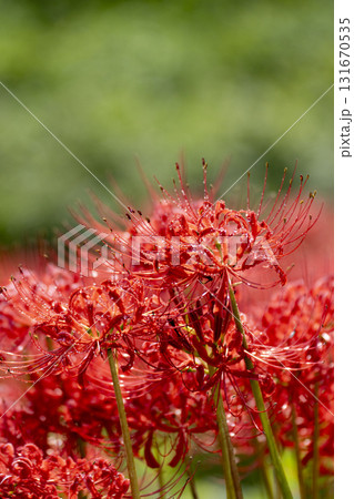 雨上がりの秋の野原の彼岸花 131670535