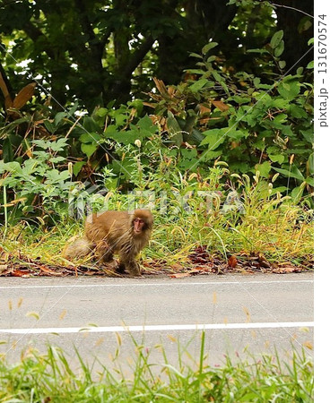 志賀高原の猿 131670574