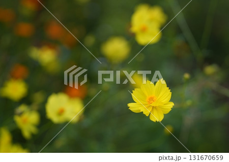 コスモスの花 コスモスの花 131670659