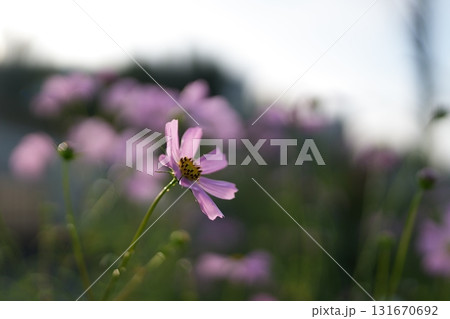 コスモスの花 131670692