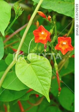 植物：マルバルコウ　ヒルガオ科 131670699