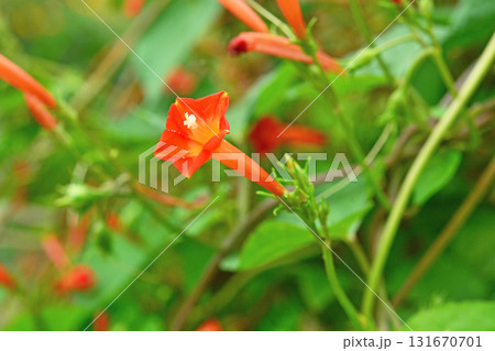 植物:マルバルコウ ヒルガオ科 植物:マルバルコウ ヒルガオ科 131670701