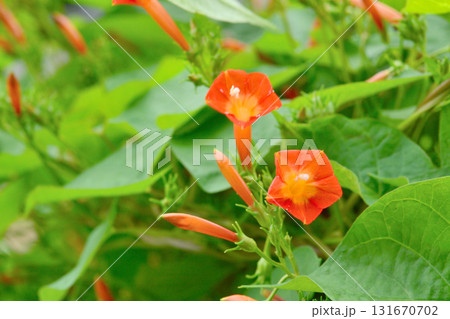 植物:マルバルコウ ヒルガオ科 植物:マルバルコウ ヒルガオ科 131670702