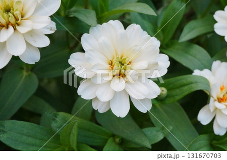 白いジニアの花が咲く夏の庭　緑の葉に映える清楚な花の写真 131670703