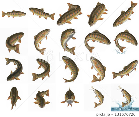 ヤマメ（山女魚）のイラストポーズ集 - 様々な角度と躍動感あふれる姿（白背景） 131670720