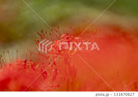 前ボケで幻想的な雰囲気の彼岸花 131670827