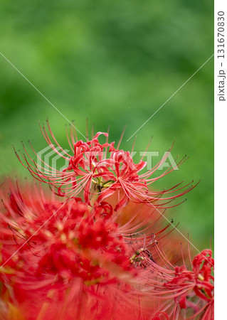 前ボケで幻想的な雰囲気の彼岸花 131670830
