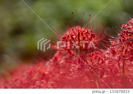 前ボケで幻想的な雰囲気の彼岸花 131670833