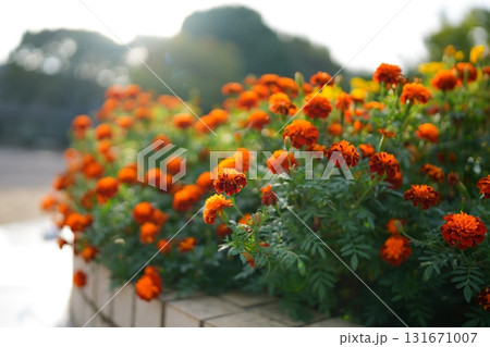 マリーゴールドの花 131671007
