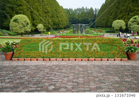 マリーゴールドの花 131671046