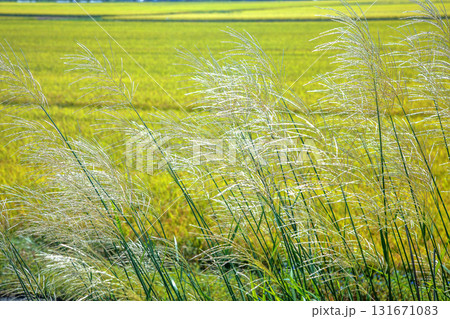 ススキ 131671083